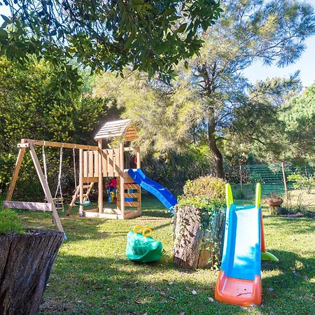 Maxima Коларес